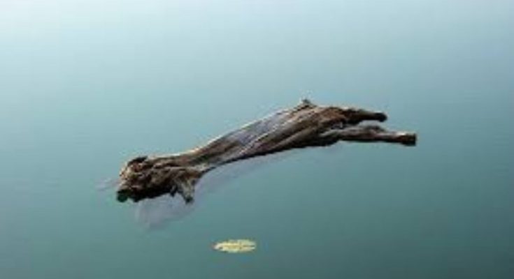 为什么木头浮在水面上