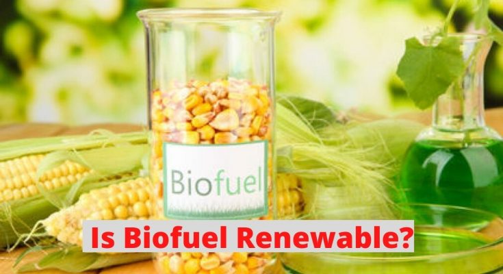 生物燃料是可再生能源